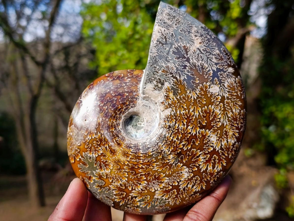 Polished Whole "Jigsaw"Cleoniceras Ammonite Fossils x 2 From Tulear, Madagascar - Toprock Gemstones and Minerals 