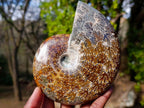 Polished Whole "Jigsaw"Cleoniceras Ammonite Fossils x 2 From Tulear, Madagascar - Toprock Gemstones and Minerals 