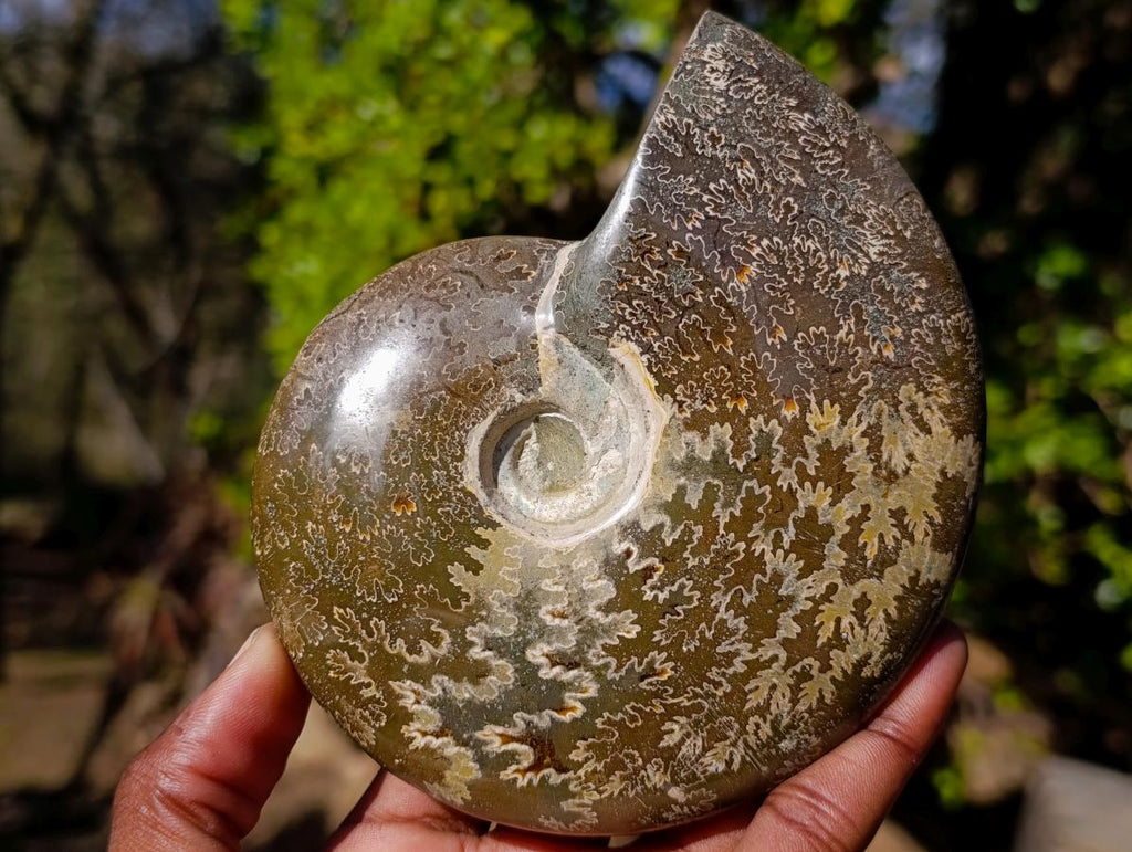 Polished Whole "Jigsaw"Cleoniceras Ammonite Fossils x 2 From Tulear, Madagascar - Toprock Gemstones and Minerals 