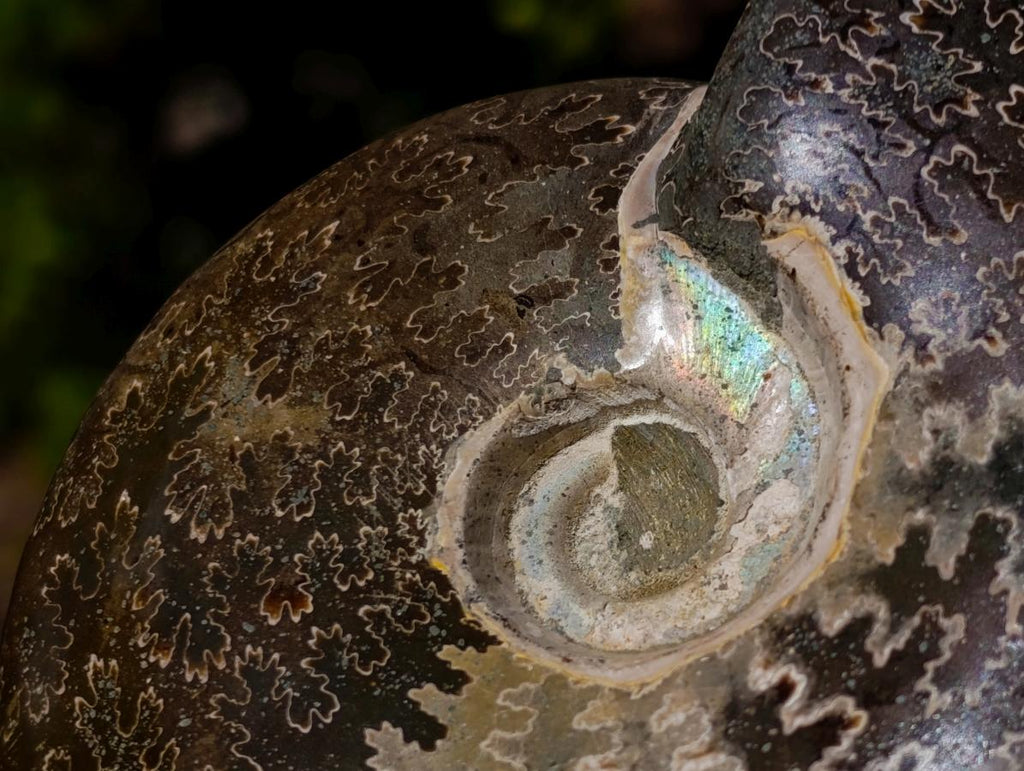 Polished Whole "Jigsaw"Cleoniceras Ammonite Fossils x 2 From Tulear, Madagascar - Toprock Gemstones and Minerals 