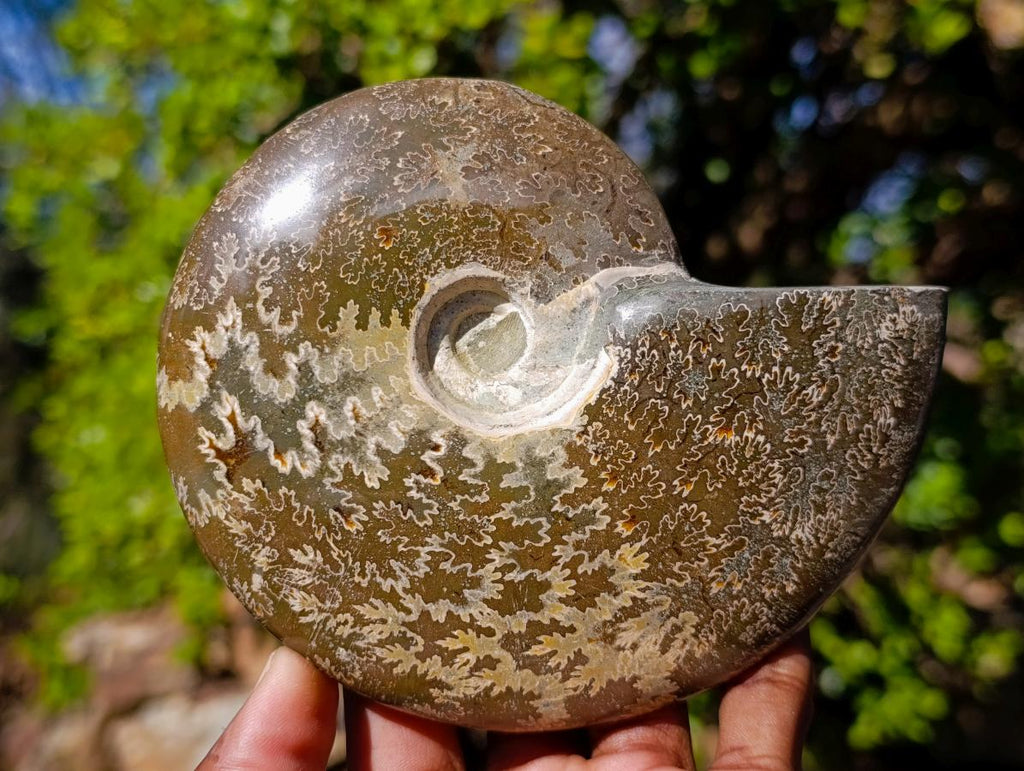 Polished Whole "Jigsaw"Cleoniceras Ammonite Fossils x 2 From Tulear, Madagascar - Toprock Gemstones and Minerals 