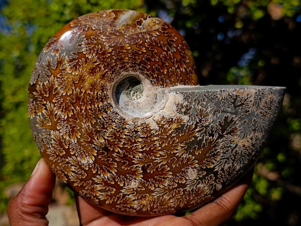 Polished Whole "Jigsaw"Cleoniceras Ammonite Fossils x 2 From Tulear, Madagascar - Toprock Gemstones and Minerals 