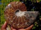 Polished Whole "Jigsaw"Cleoniceras Ammonite Fossils x 2 From Tulear, Madagascar - Toprock Gemstones and Minerals 