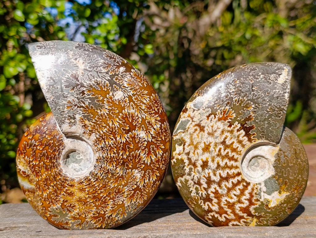 Polished Whole "Jigsaw"Cleoniceras Ammonite Fossils x 2 From Tulear, Madagascar - Toprock Gemstones and Minerals 