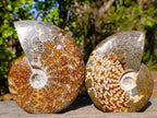 Polished Whole "Jigsaw"Cleoniceras Ammonite Fossils x 2 From Tulear, Madagascar - Toprock Gemstones and Minerals 