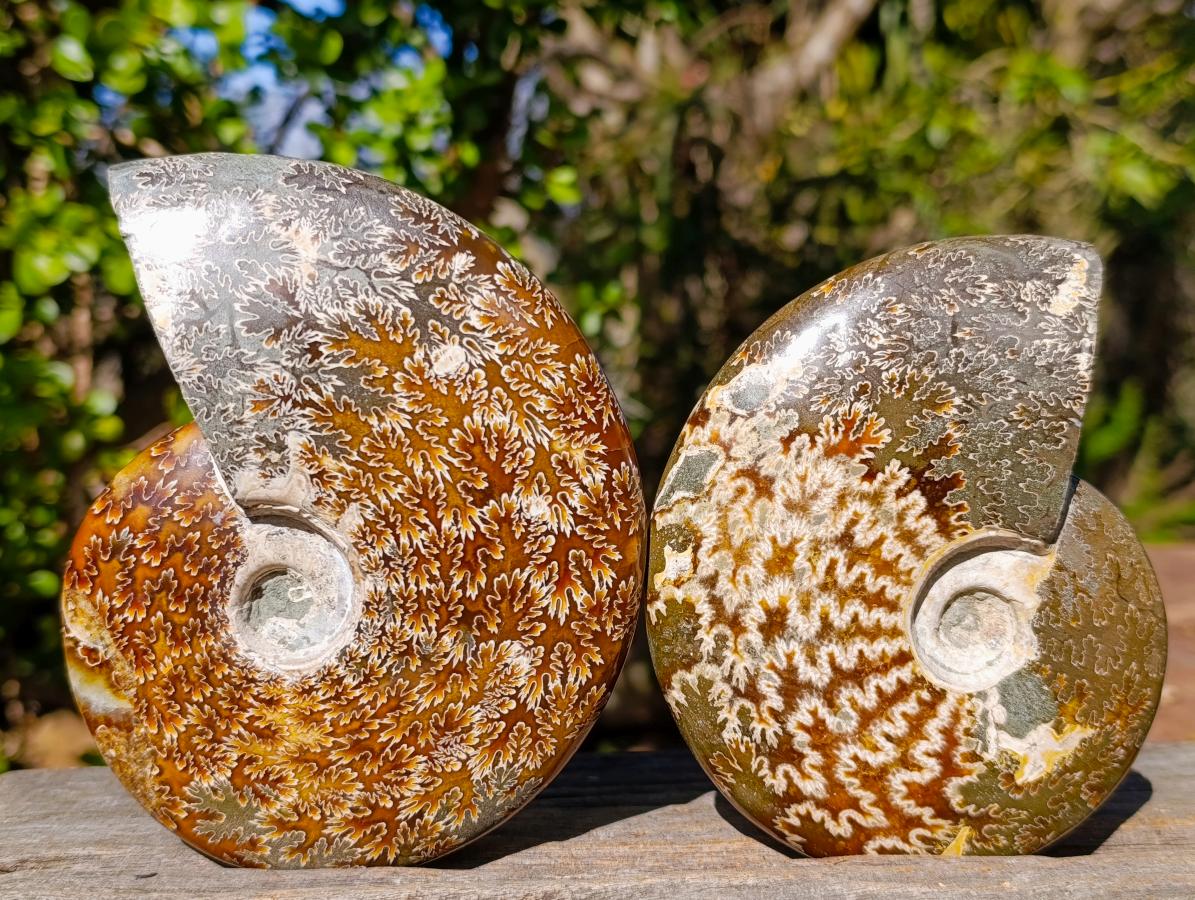Polished Whole "Jigsaw"Cleoniceras Ammonite Fossils x 2 From Tulear, Madagascar - Toprock Gemstones and Minerals 