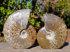 Polished Whole "Jigsaw"Cleoniceras Ammonite Fossils x 2 From Tulear, Madagascar - Toprock Gemstones and Minerals 