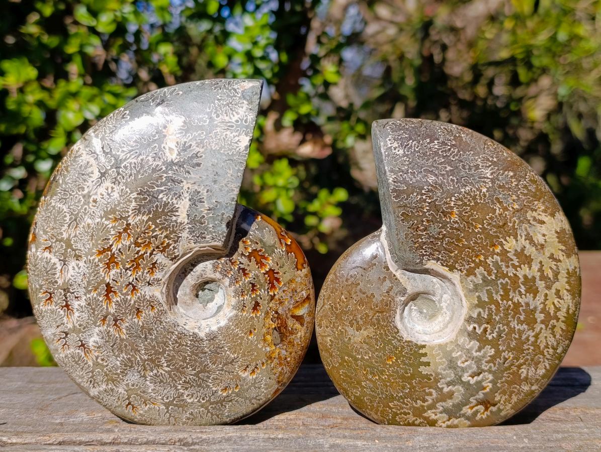 Polished Whole "Jigsaw"Cleoniceras Ammonite Fossils x 2 From Tulear, Madagascar - Toprock Gemstones and Minerals 