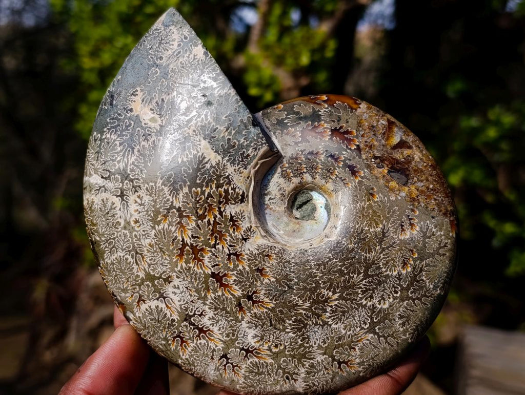 Polished Whole "Jigsaw"Cleoniceras Ammonite Fossils x 2 From Tulear, Madagascar - Toprock Gemstones and Minerals 