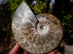 Polished Whole "Jigsaw"Cleoniceras Ammonite Fossils x 2 From Tulear, Madagascar - Toprock Gemstones and Minerals 