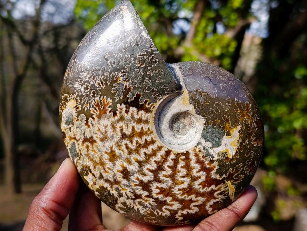 Polished Whole "Jigsaw"Cleoniceras Ammonite Fossils x 2 From Tulear, Madagascar - Toprock Gemstones and Minerals 