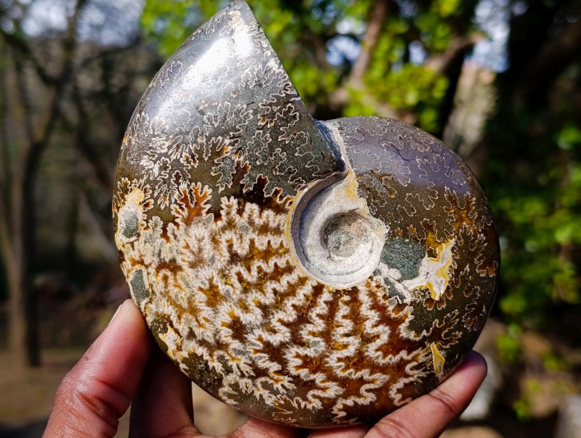 Polished Whole "Jigsaw"Cleoniceras Ammonite Fossils x 2 From Tulear, Madagascar - Toprock Gemstones and Minerals 
