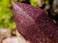 Polished Garnet Display Crystals x 2 From Mahajanga, Madagascar - Toprock Gemstones and Minerals 