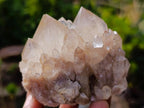 Natural Cascading Clear and Smokey Luena Quartz Crystals and Clusters x 12 From Luena, Congo - Toprock Gemstones and Minerals 