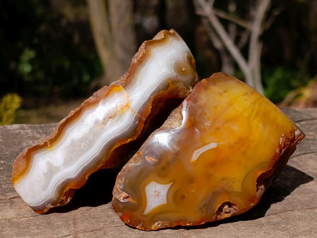 Polished One Side Banded Shashe River Agate Nodules x 6 From Zimbabwe - Toprock Gemstones and Minerals 