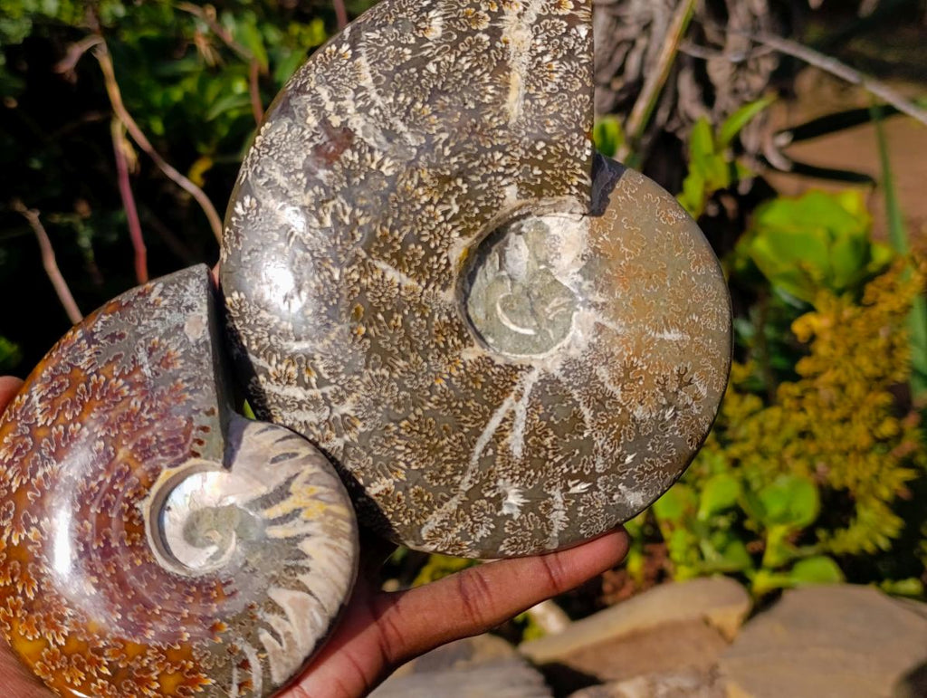 Polished Whole "Jigsaw" Cleoniceras Ammonite Fossils x 3 From Tulear, Madagascar - Toprock Gemstones and Minerals 