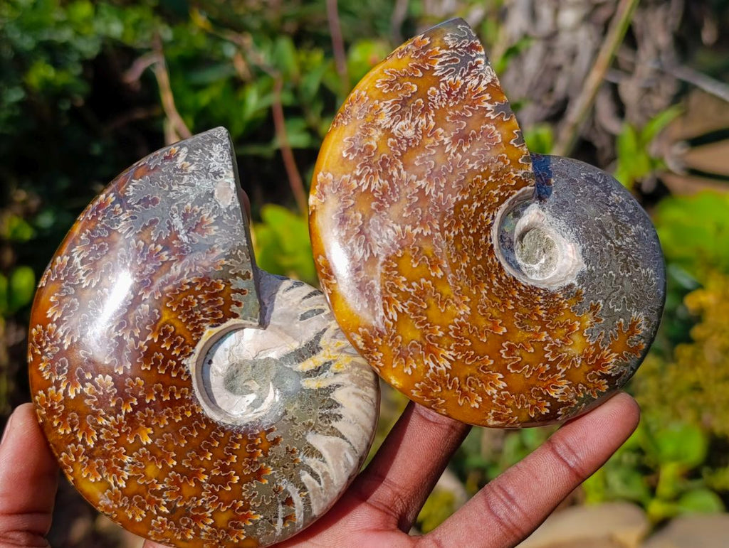 Polished Whole "Jigsaw" Cleoniceras Ammonite Fossils x 3 From Tulear, Madagascar - Toprock Gemstones and Minerals 