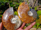 Polished Whole "Jigsaw" Cleoniceras Ammonite Fossils x 3 From Tulear, Madagascar - Toprock Gemstones and Minerals 