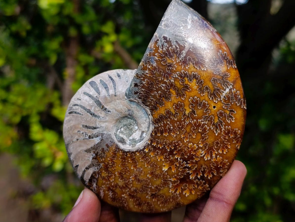 Polished Whole "Jigsaw" Cleoniceras Ammonite Fossils x 3 From Tulear, Madagascar - Toprock Gemstones and Minerals 