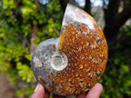Polished Whole "Jigsaw" Cleoniceras Ammonite Fossils x 3 From Tulear, Madagascar - Toprock Gemstones and Minerals 