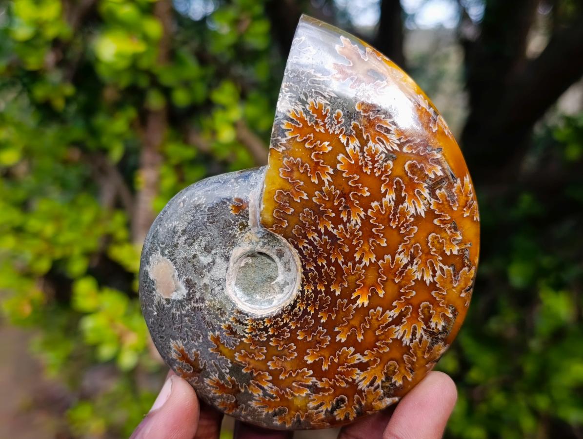 Polished Whole "Jigsaw" Cleoniceras Ammonite Fossils x 3 From Tulear, Madagascar - Toprock Gemstones and Minerals 