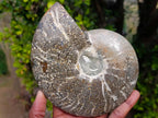 Polished Whole "Jigsaw" Cleoniceras Ammonite Fossils x 3 From Tulear, Madagascar - Toprock Gemstones and Minerals 