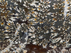Polished Whole "Jigsaw" Cleoniceras Ammonite Fossils x 3 From Tulear, Madagascar - Toprock Gemstones and Minerals 