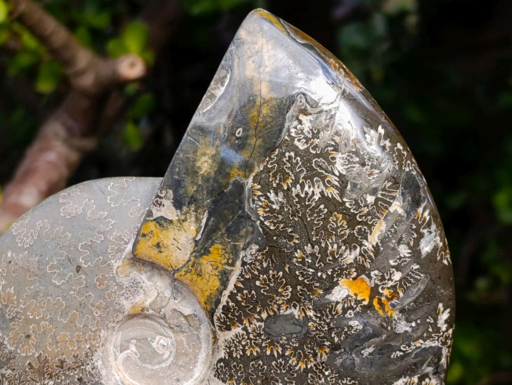 Polished Whole "Jigsaw" Cleoniceras Ammonite Fossils x 3 From Tulear, Madagascar - Toprock Gemstones and Minerals 