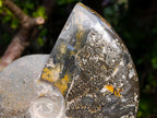 Polished Whole "Jigsaw" Cleoniceras Ammonite Fossils x 3 From Tulear, Madagascar - Toprock Gemstones and Minerals 