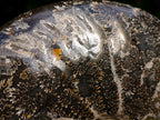 Polished Whole "Jigsaw" Cleoniceras Ammonite Fossils x 3 From Tulear, Madagascar - Toprock Gemstones and Minerals 