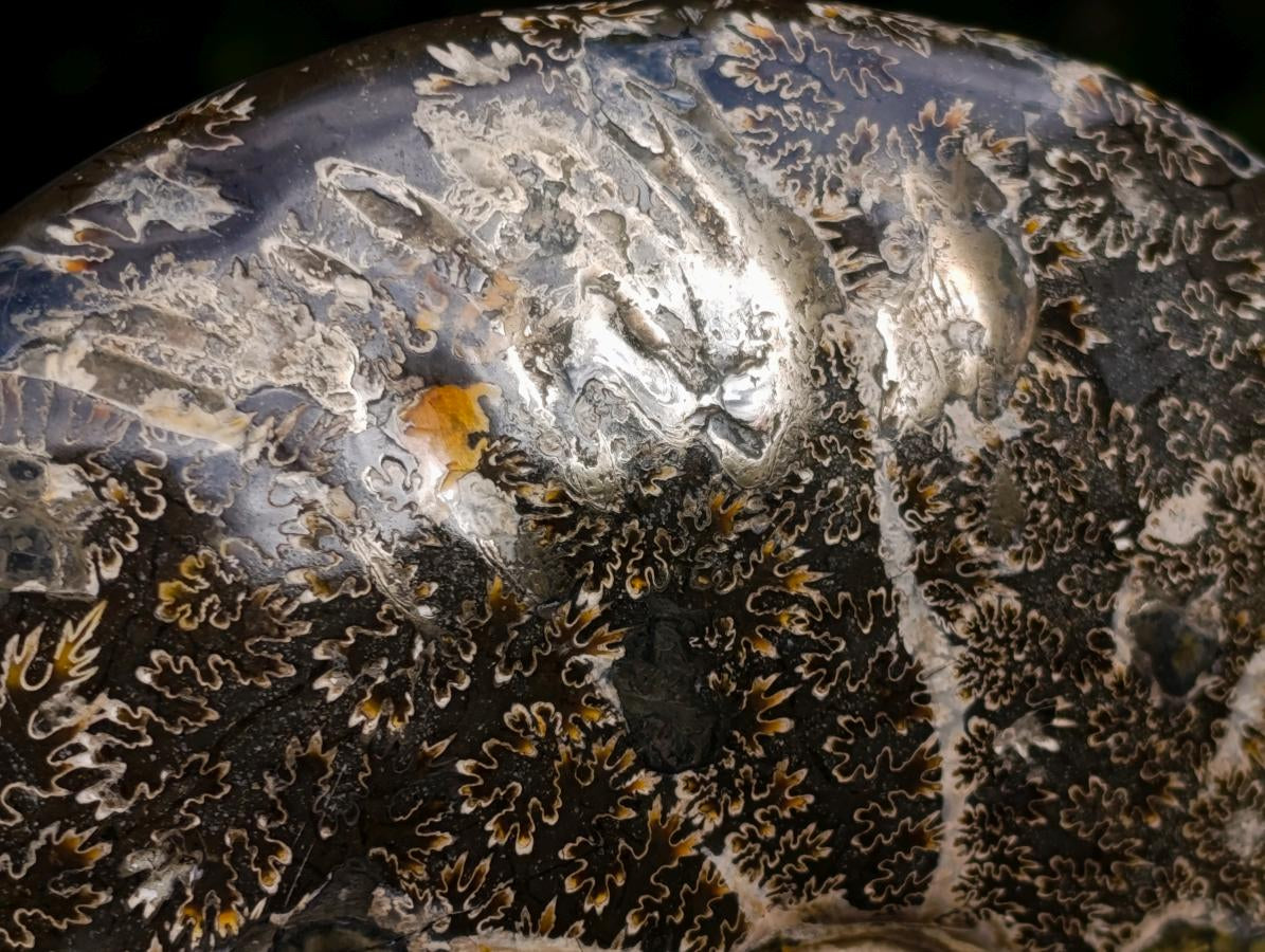 Polished Whole "Jigsaw" Cleoniceras Ammonite Fossils x 3 From Tulear, Madagascar - Toprock Gemstones and Minerals 