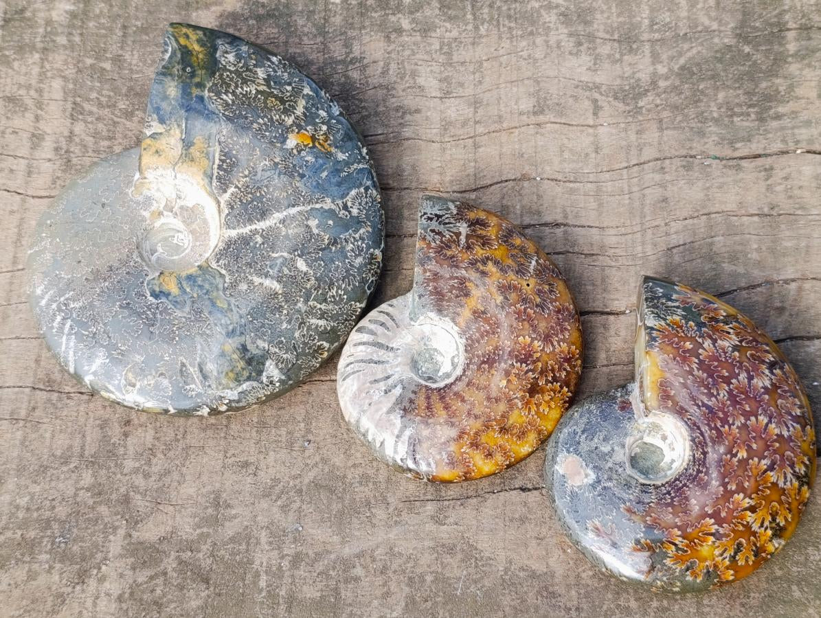 Polished Whole "Jigsaw" Cleoniceras Ammonite Fossils x 3 From Tulear, Madagascar - Toprock Gemstones and Minerals 