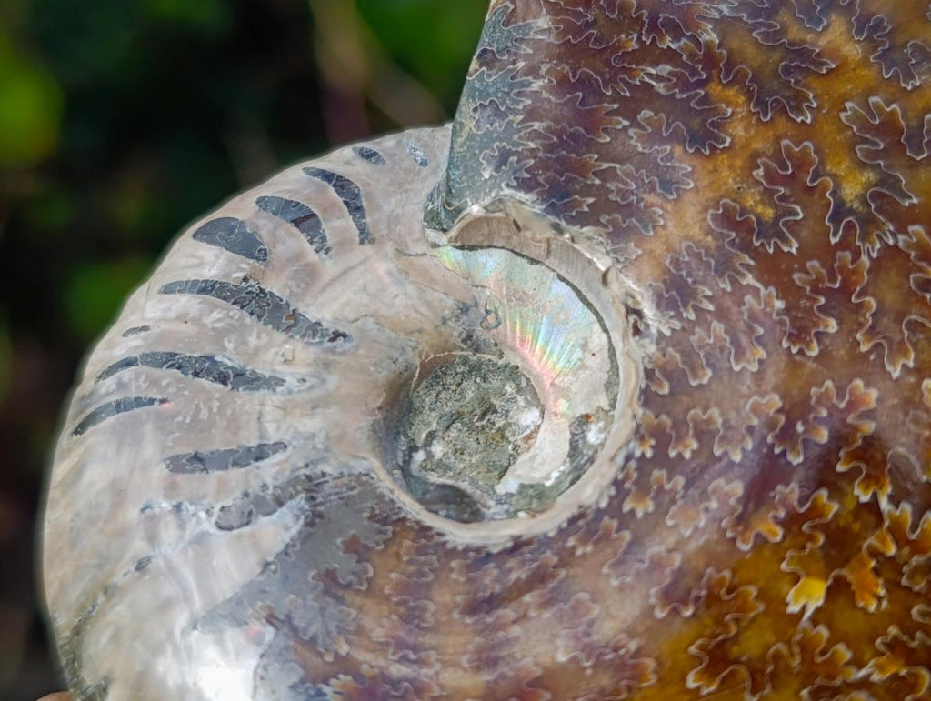 Polished Whole "Jigsaw" Cleoniceras Ammonite Fossils x 3 From Tulear, Madagascar - Toprock Gemstones and Minerals 