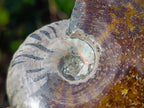 Polished Whole "Jigsaw" Cleoniceras Ammonite Fossils x 3 From Tulear, Madagascar - Toprock Gemstones and Minerals 