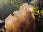 Natural XL Smokey Angolan Quartz Cluster x 1 From Angola - Toprock Gemstones and Minerals 