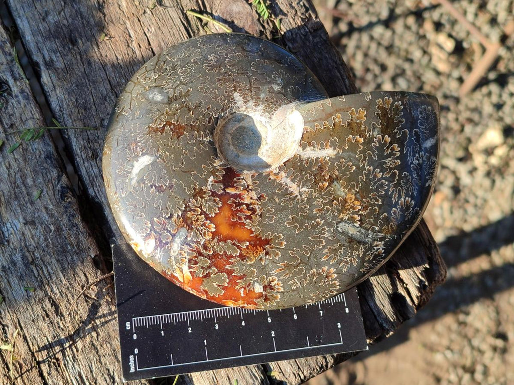Polished Whole "Jigsaw" Cleoniceras Ammonite Fossils x 2 From Tulear, Madagascar - Toprock Gemstones and Minerals 