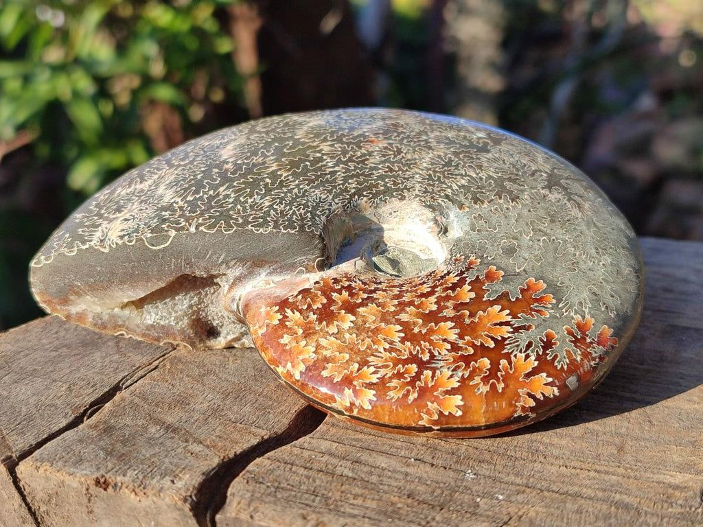 Polished Whole "Jigsaw" Cleoniceras Ammonite Fossils x 2 From Tulear, Madagascar - Toprock Gemstones and Minerals 