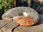 Polished Whole "Jigsaw" Cleoniceras Ammonite Fossils x 2 From Tulear, Madagascar - Toprock Gemstones and Minerals 