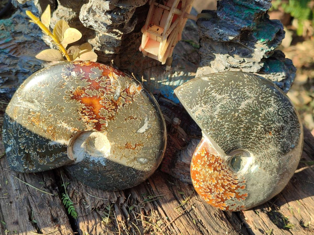 Polished Whole "Jigsaw" Cleoniceras Ammonite Fossils x 2 From Tulear, Madagascar - Toprock Gemstones and Minerals 