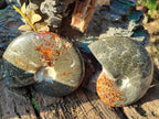 Polished Whole "Jigsaw" Cleoniceras Ammonite Fossils x 2 From Tulear, Madagascar - Toprock Gemstones and Minerals 