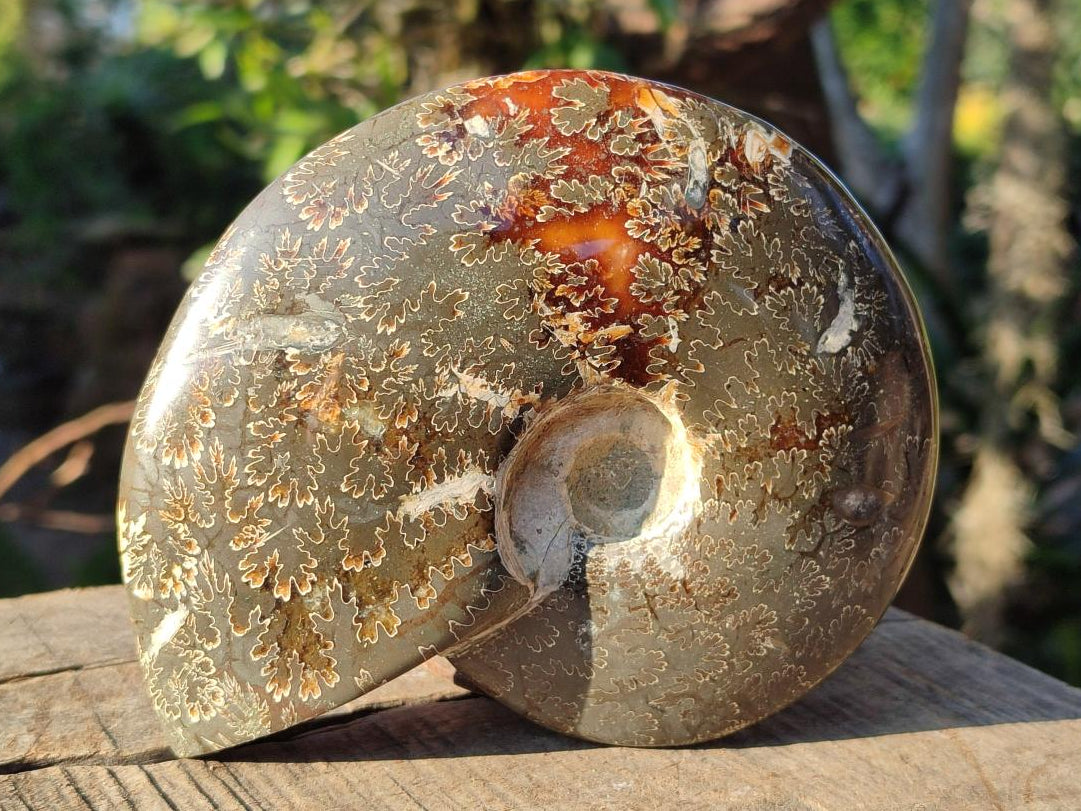 Polished Whole "Jigsaw" Cleoniceras Ammonite Fossils x 2 From Tulear, Madagascar - Toprock Gemstones and Minerals 