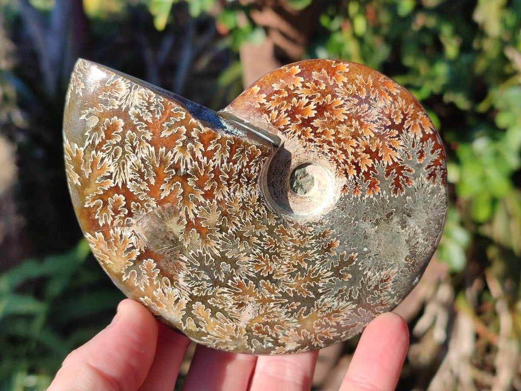 Polished Whole "Jigsaw" Cleoniceras Ammonite Fossils x 2 From Tulear, Madagascar - Toprock Gemstones and Minerals 