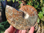 Polished Whole "Jigsaw" Cleoniceras Ammonite Fossils x 2 From Tulear, Madagascar - Toprock Gemstones and Minerals 