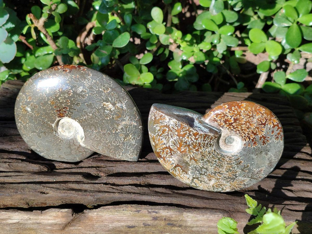 Polished Whole "Jigsaw" Cleoniceras Ammonite Fossils x 2 From Tulear, Madagascar - Toprock Gemstones and Minerals 