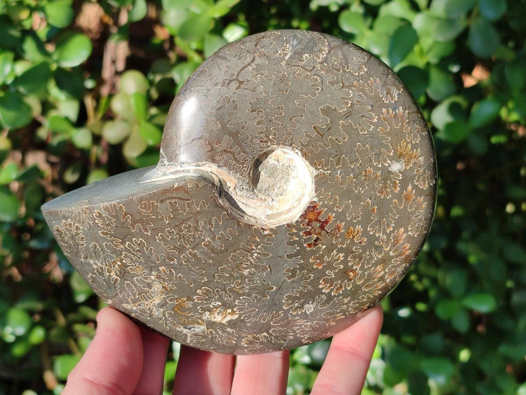 Polished Whole "Jigsaw" Cleoniceras Ammonite Fossils x 2 From Tulear, Madagascar - Toprock Gemstones and Minerals 