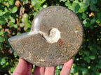 Polished Whole "Jigsaw" Cleoniceras Ammonite Fossils x 2 From Tulear, Madagascar - Toprock Gemstones and Minerals 