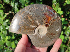 Polished Whole "Jigsaw" Cleoniceras Ammonite Fossils x 2 From Tulear, Madagascar - Toprock Gemstones and Minerals 