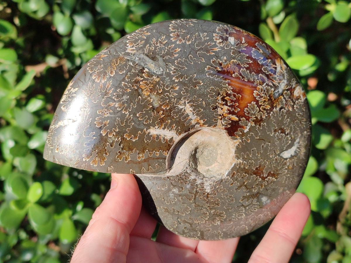Polished Whole "Jigsaw" Cleoniceras Ammonite Fossils x 2 From Tulear, Madagascar - Toprock Gemstones and Minerals 