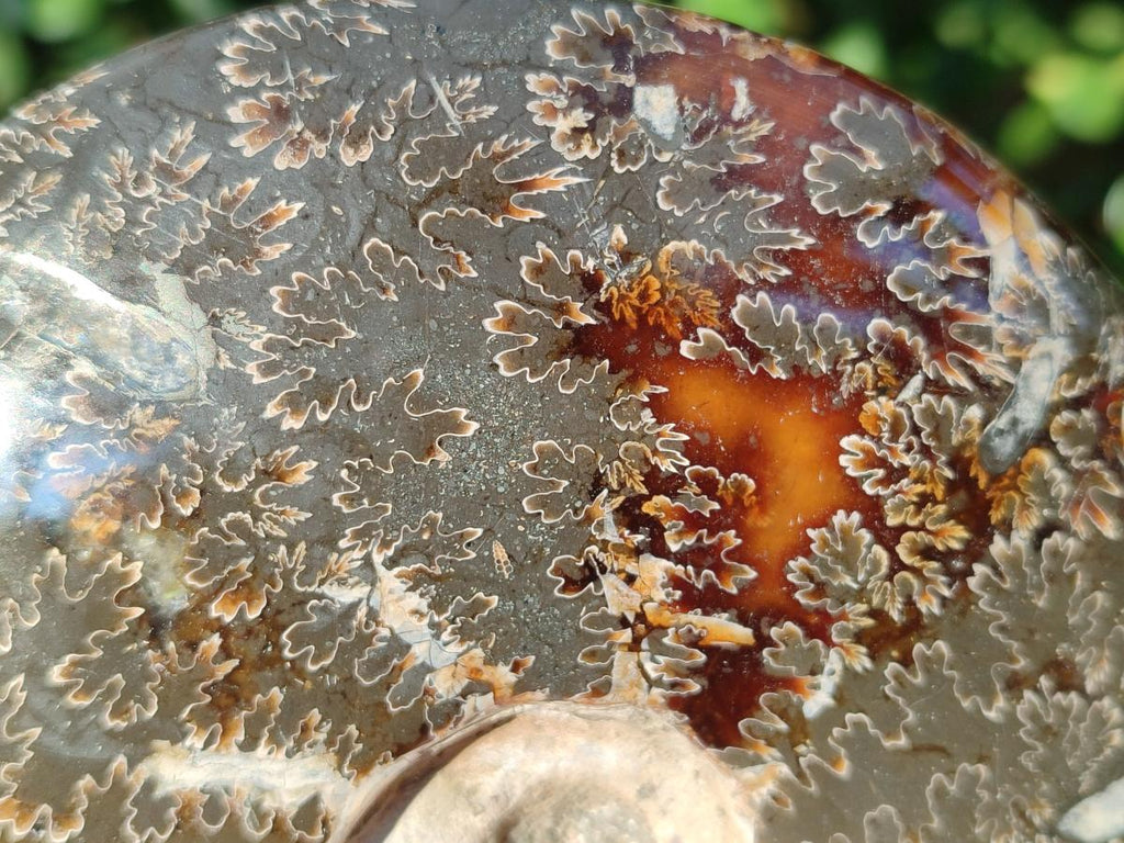 Polished Whole "Jigsaw" Cleoniceras Ammonite Fossils x 2 From Tulear, Madagascar - Toprock Gemstones and Minerals 