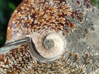 Polished Whole "Jigsaw" Cleoniceras Ammonite Fossils x 2 From Tulear, Madagascar - Toprock Gemstones and Minerals 